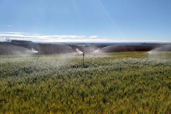 Pesquisa indica momento e quantidade de água ideais para irrigação do trigo no Cerrado