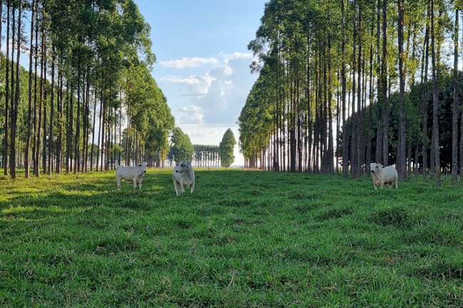 Após 12 anos, pesquisa traz embasamento para plantio de árvores em sistemas ILPF