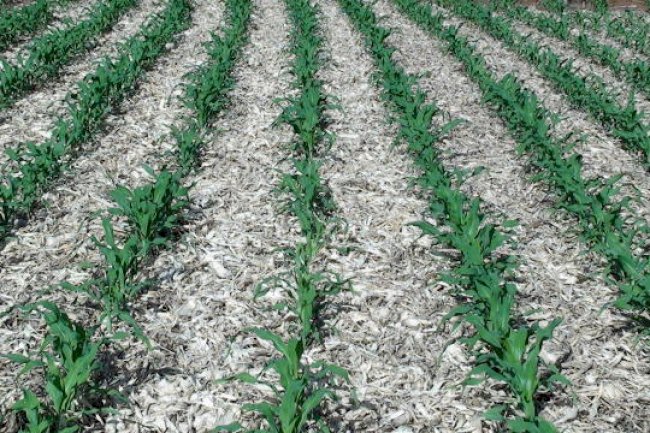 A conservação do solo como prática fundamental da agricultura