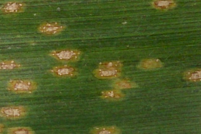 Uma nova abordagem no controle de doenças de plantas