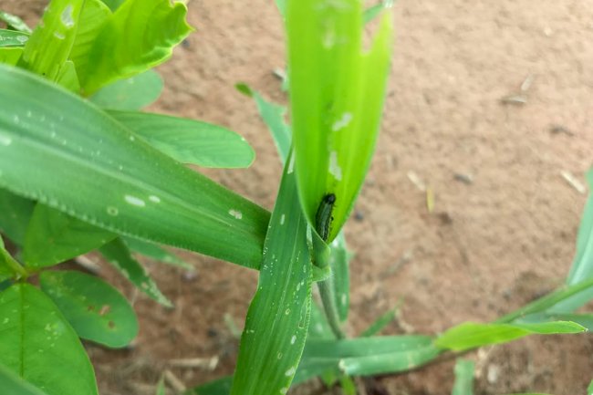 Estudo valida estratégias de controle da lagarta-do-cartucho em sistemas integrados