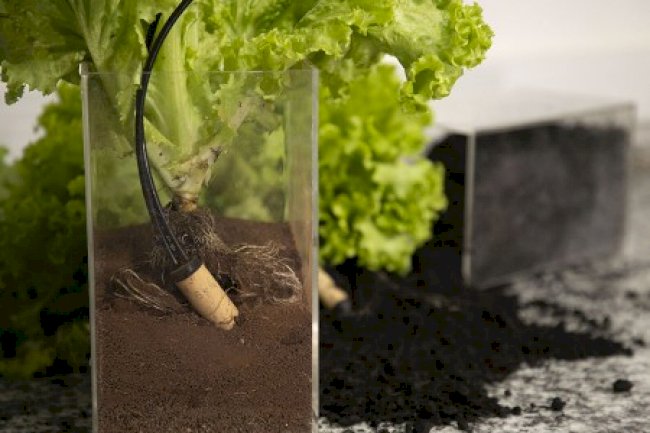 Sensor para irrigação gera economia e aumenta a produtividade da lavoura