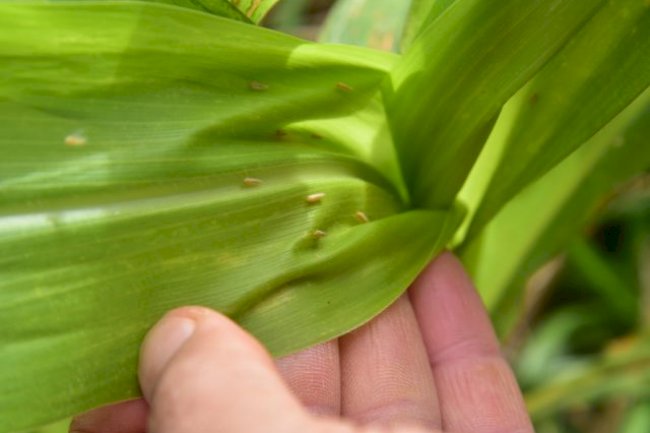 Monitoramento da cigarrinha-do-milho em SC traz boa notícia no primeiro boletim da safra 2024/25