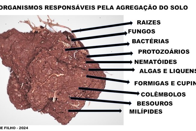 Importância da biodiversidade funcional na agregação do solo