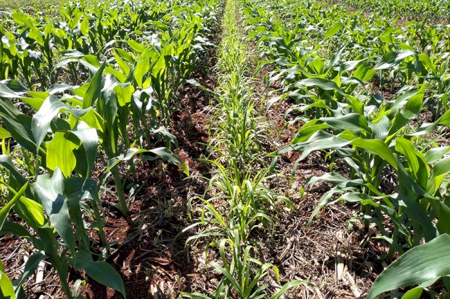 Diversificar culturas na sucessão entre milho e soja aumenta lucro do produtor em até 11%