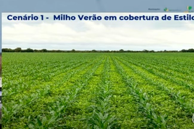 Uso de estilosantes na rotação de culturas recupera solos arenosos