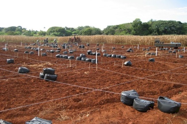 Biocarvão de eucalipto melhora a qualidade do solo em região tropical