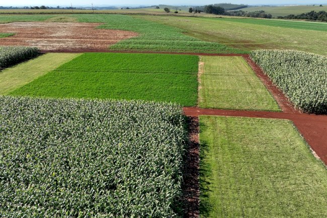 Soja Baixo Carbono tem primeiro dia de campo na Embrapa Soja