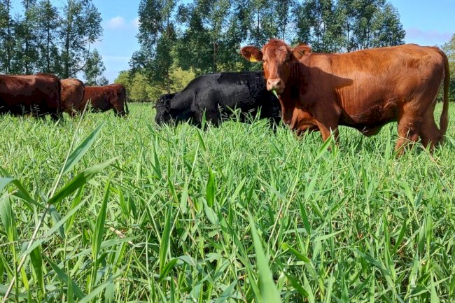 Pecuária carbono zero: produção à base de pastagens é a raiz da solução