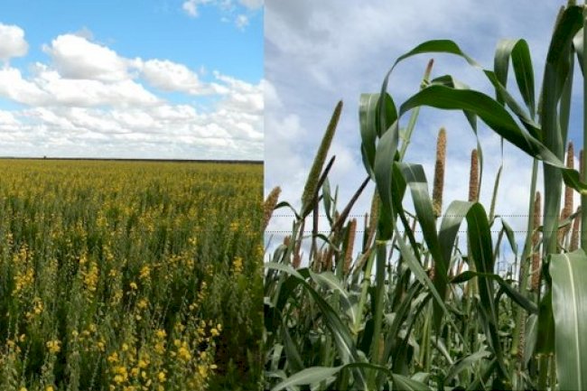 Pesquisadores orientam como recuperar solo agrícola após as queimadas
