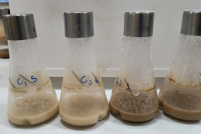 Pesquisa torna mais fácil e economicamente viável a produção de biopesticida