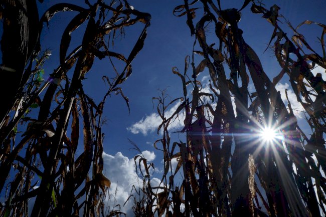 Estudo indica bioinsumo como solução sustentável na produção alimentar