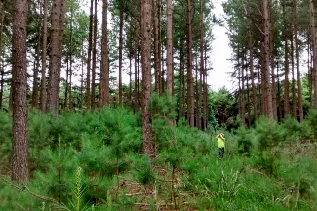 As guardiãs silenciosas da nossa terra