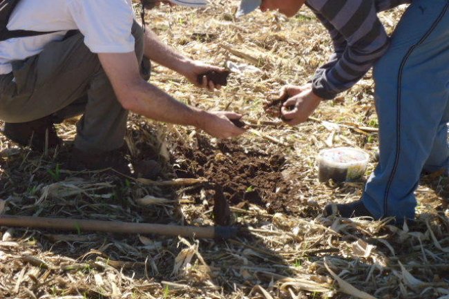 Microbioma do solo e nutrição de plantas