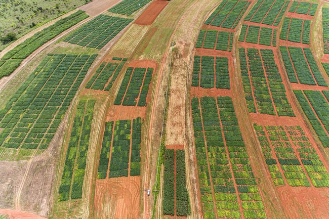 El Niño reduz chuvas no Distrito Federal e impacta produtividade da soja