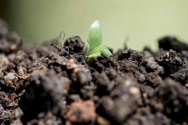 Microbioma do solo, sanidade e produtividade das culturas