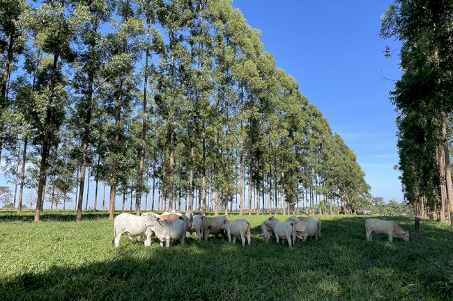 Medir a área basal dos troncos ajuda a melhorar o manejo de sistemas silvipastoris