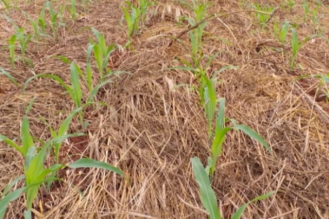 Dia Nacional do Plantio Direto: busca pela valorização da prática da agricultura sustentável