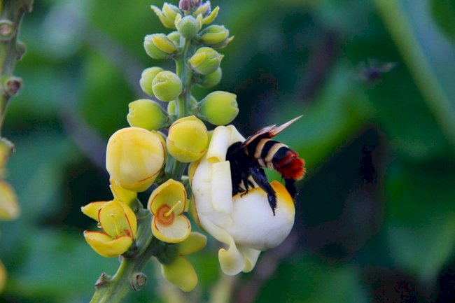 Caminhos para o Brasil se consolidar como potência agro-socioambiental
