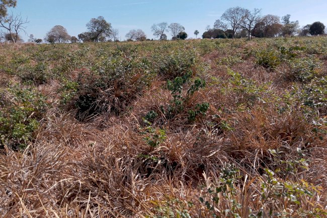 Pesquisa destaca como práticas agrícolas sustentáveis mantêm a porosidade do solo no Cerrado