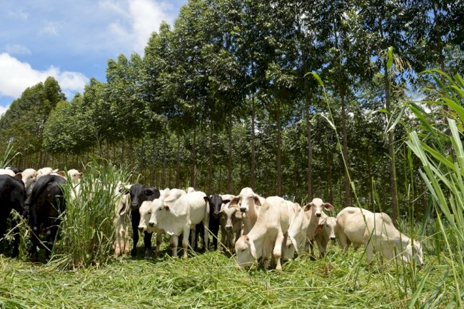 Livro registra resultados de 15 anos da Unidade de Referência Tecnológica em sistemas ILPF