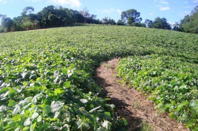 Embrapa quer saber como está a adoção de plantas de cobertura por produtores rurais brasileiros
