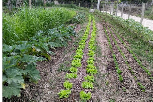 Dia de Campo aborda agricultura orgânica no sábado, 9, em Santo Amaro da Imperatriz, SC