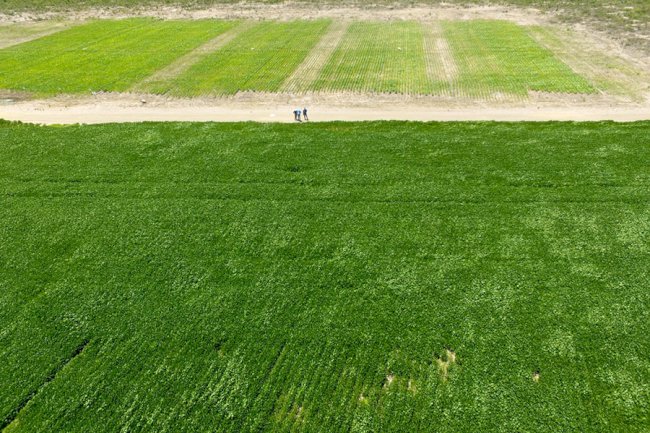 Elevadas doses de calcário no solo aumentam produtividade da soja no Matopiba