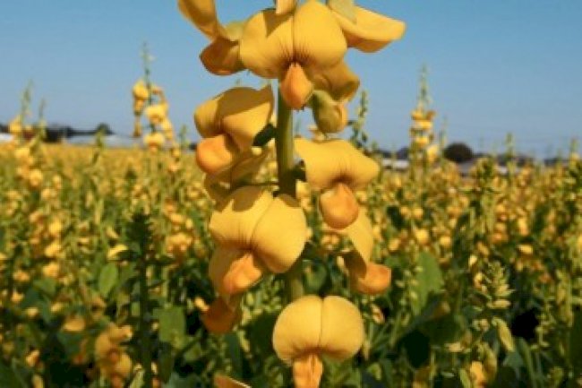 Para baixar: Livro apresenta os benefícios das plantas de cobertura aos sistemas agrícolas