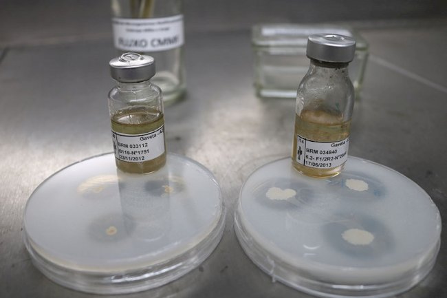 Tecnologia Embrapa para absorção de fósforo rende R$ 4 bilhões ao Brasil em cinco anos