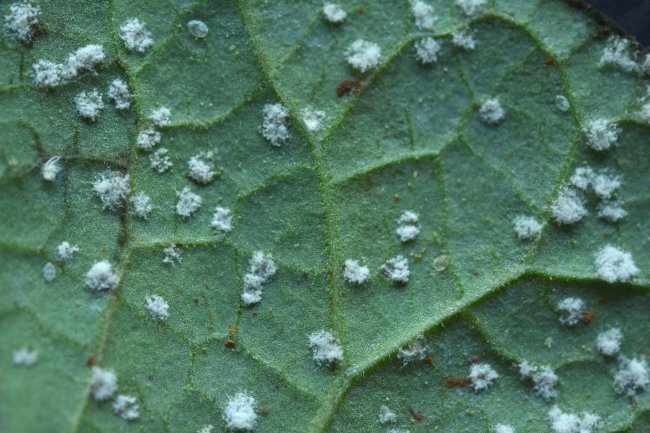 Um feliz ano novo para os bioinsumos - O que pode mudar na regulamentação dos bioinsumos em 2025?