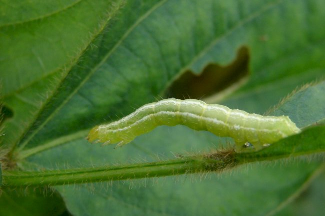 Produção própria de bioinsumos: desafios, polêmicas regulatórias e oportunidades para a sustentabilidade