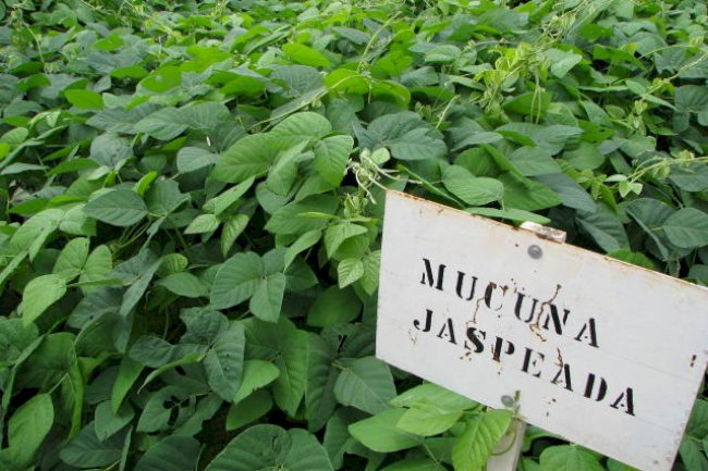 Adubação verde contribui para a agricultura sustentável e redução de CO₂