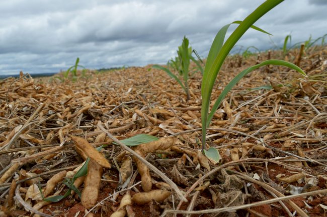 Tecnologia Antecipe aumenta produtividade do milho segunda safra no Tocantins
