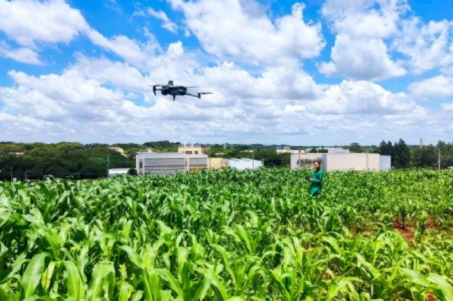 Método usa drone e câmera de baixo custo para selecionar plantas tolerantes à seca