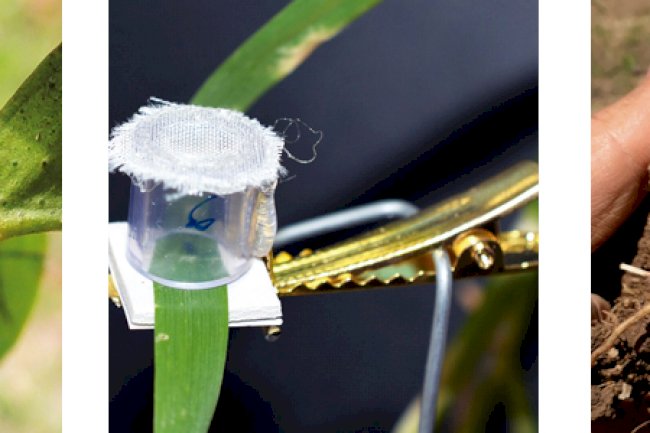 Bioinsumos e combustíveis do futuro fortalecem a transição energética