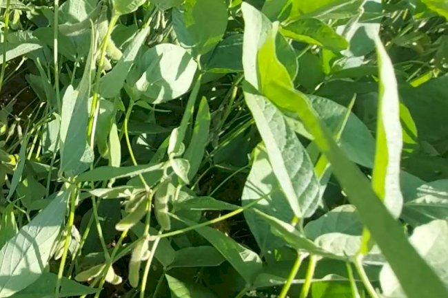 Produtor deve adotar práticas agrícolas para minimizar adversidades climáticas