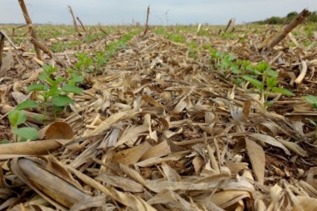 Estudo avalia como práticas sustentáveis de manejo agropecuário nas Américas auxiliam sequestro de CO2