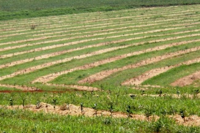 Conexões regenerativas no Sistema Plantio Direto