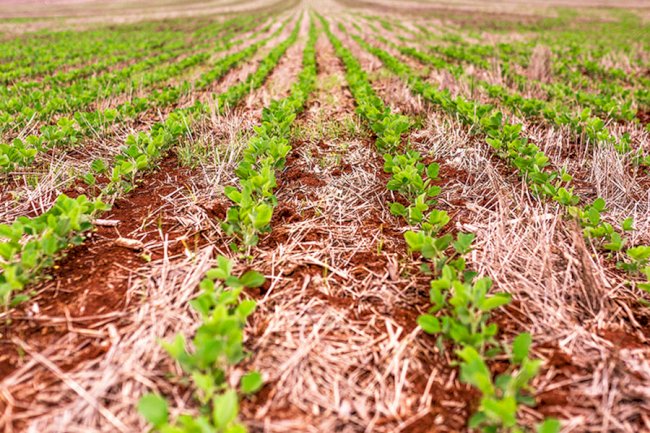 Novas variedades de soja aliam tolerância a herbicidas e resistência às principais pragas da cultura