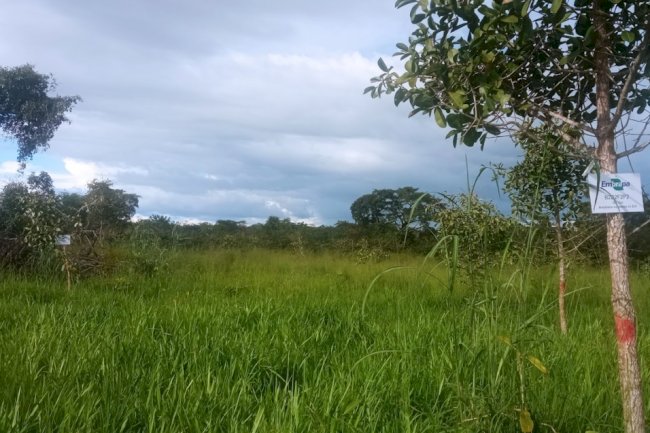 Embrapa e Aprosoja realizam evento sobre ILPF e fruteiras no Matopiba