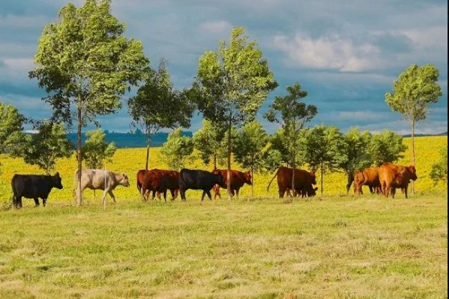 Ciência e comunicação impulsionam a agricultura do futuro