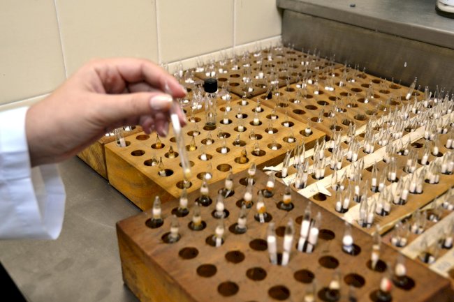 Pesquisa aponta soluções para expandir a fixação biológica de nitrogênio em culturas não leguminosas