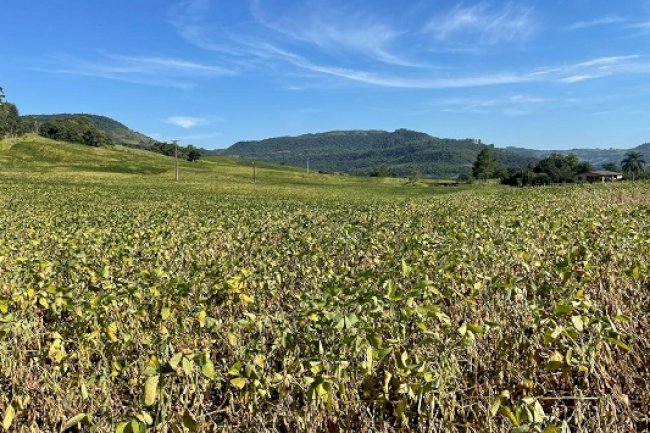 Emater/RS-Ascar acompanha impactos da restrição hídrica e calor nas culturas de verão