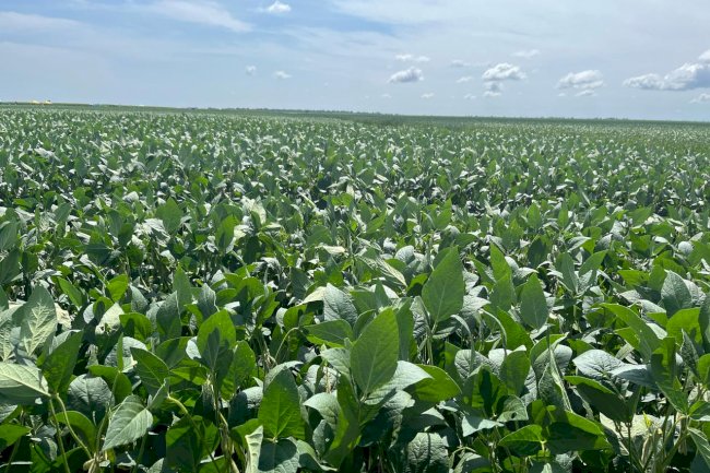 Manejo e fertilidade do solo é tema de dia de campo em Alto Parnaíba, MA