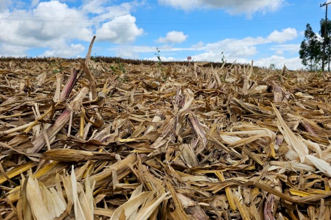 SPD praticado no Brasil é destaque em conceituada revista científica internacional