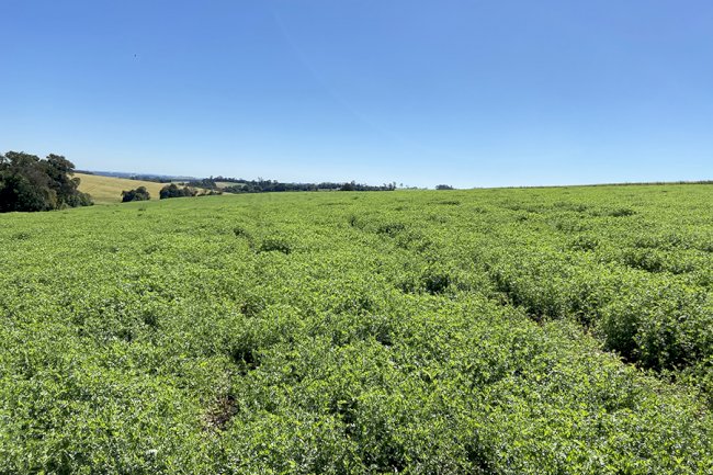 Nova forrageira é ideal para uso em sistemas de integração Lavoura-Pecuária