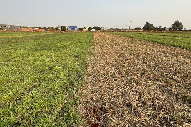 Na safrinha, é hora de proteger o solo: estratégia essencial para a produtividade