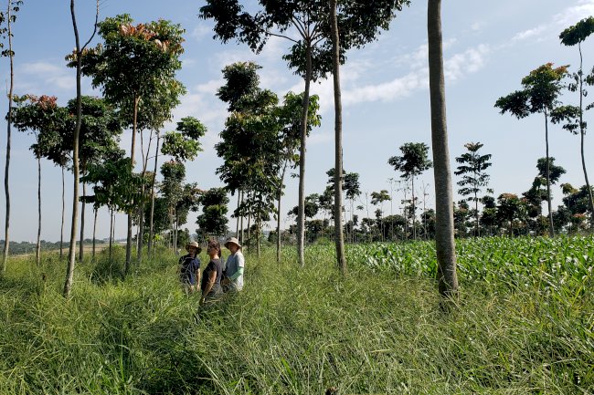 Mudança de uso da terra impacta no carbono do solo