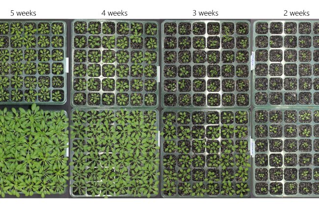 Pesquisadores obtêm patente de fórmula que induz germinação e acelera crescimento de plantas